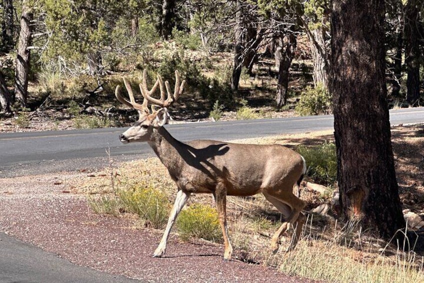 Grand Canyon Luxury Car Tour Experience