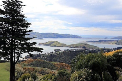 Full Day Private Tour Around Dunedin (Up to 6 passengers)