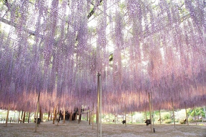 From Nagano and Karuizawa: Ashikaga Flower Park Colours