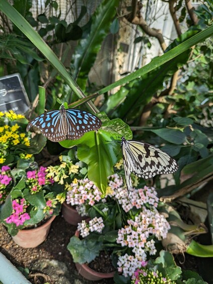 Picture 6 for Activity From Kanazawa: Temples, Panoramic Landscape and Butterflies