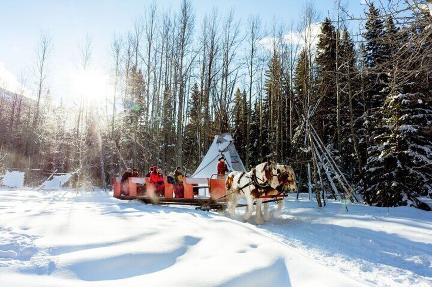 Explore the Forrest in Kananaskis and see our Bison Paddock!