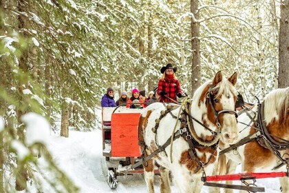 1 Hour Shared Winter Sleigh Ride Experience in Kananaskis