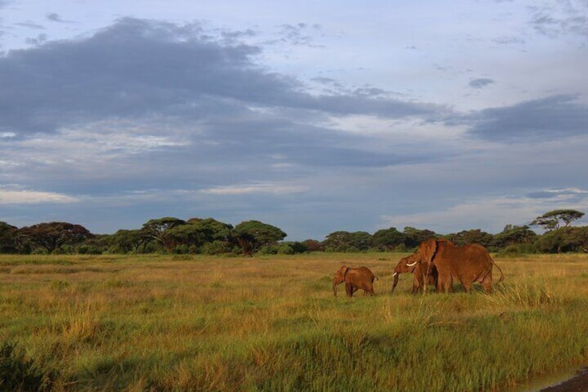 7 Days 6 Nights Kenya Bush Private Safari