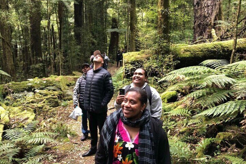 Whirinaki Forest Footsteps: Māori Guided Tour, Picnic & Transfer