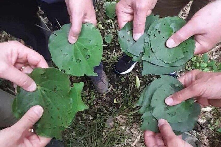 Whirinaki Forest Footsteps: Māori Guided Tour, Picnic & Transfer