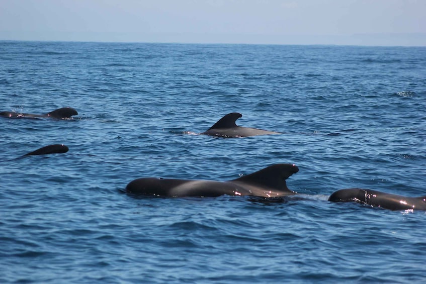 Picture 6 for Activity Sagres Wildlife Adventure: Dolphin and Whale Watching Tour