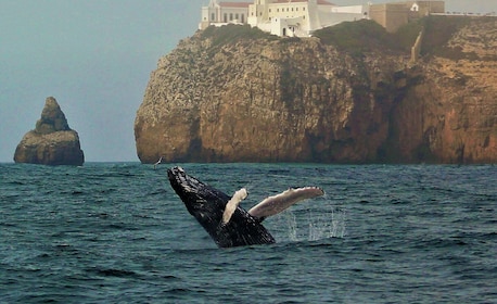 Sagres Wildlife Adventure: Dolphin and Whale Watching Tour