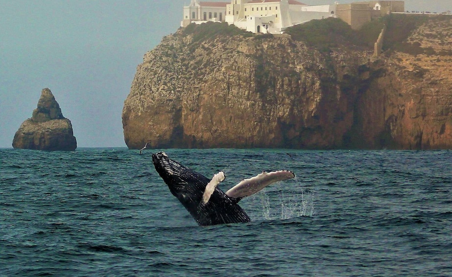 Sagres Wildlife Adventure: Dolphin and Whale Watching Tour