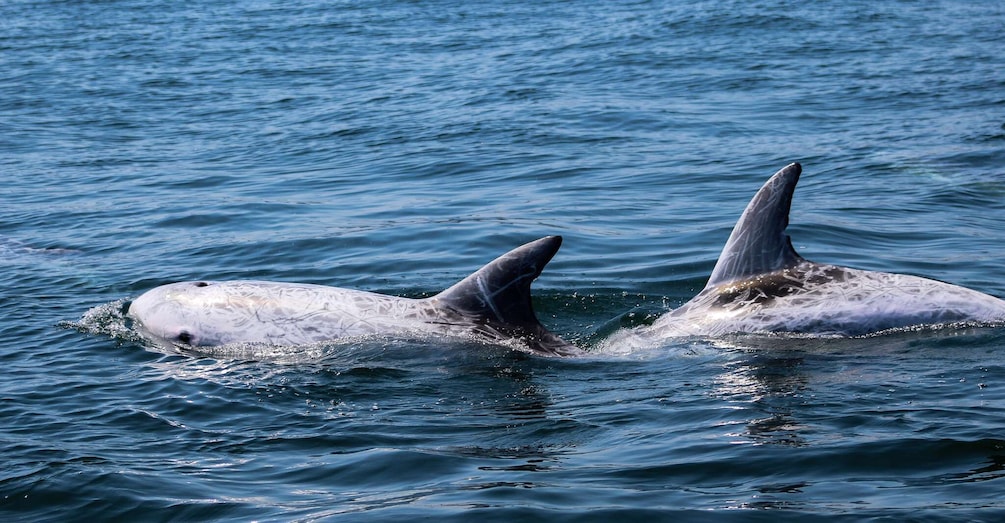 Picture 5 for Activity Sagres Wildlife Adventure: Dolphin and Whale Watching Tour