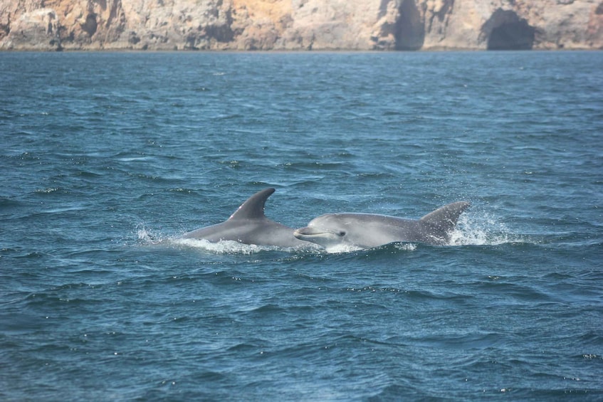 Picture 7 for Activity Sagres Wildlife Adventure: Dolphin and Whale Watching Tour