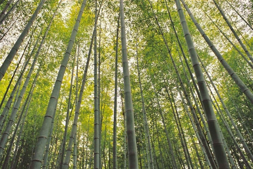 Picture 6 for Activity 1-Day Tour from Nagoya: Hiking the Historic Nakasendo Trail