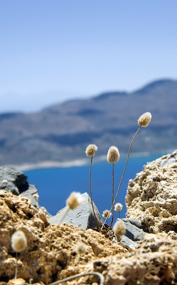 Gramvousa and Balos lagoon with transfer and lunch