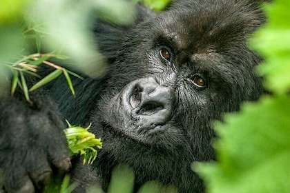 Senderismo de gorilas de 2 días, Dian Fossey y tour cultural en Ruanda