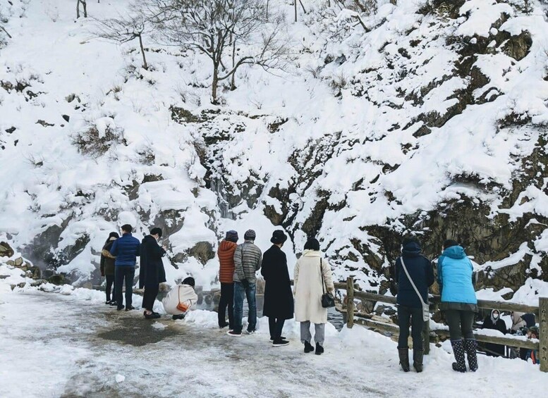 Picture 4 for Activity Winter Only From Nozawa Onsen: Snow Monkeys, Zenko-ji & Sake