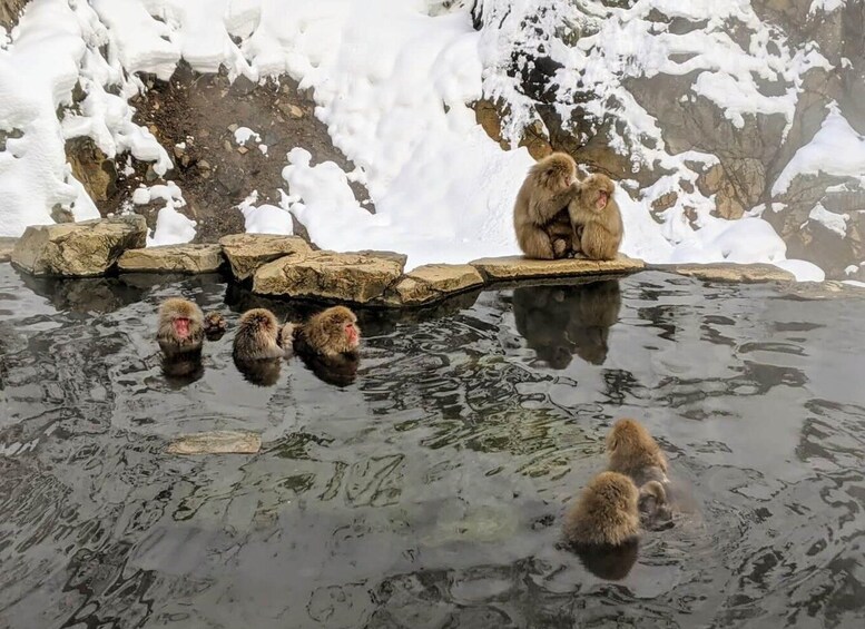 Picture 3 for Activity Winter Only From Nozawa Onsen: Snow Monkeys, Zenko-ji & Sake