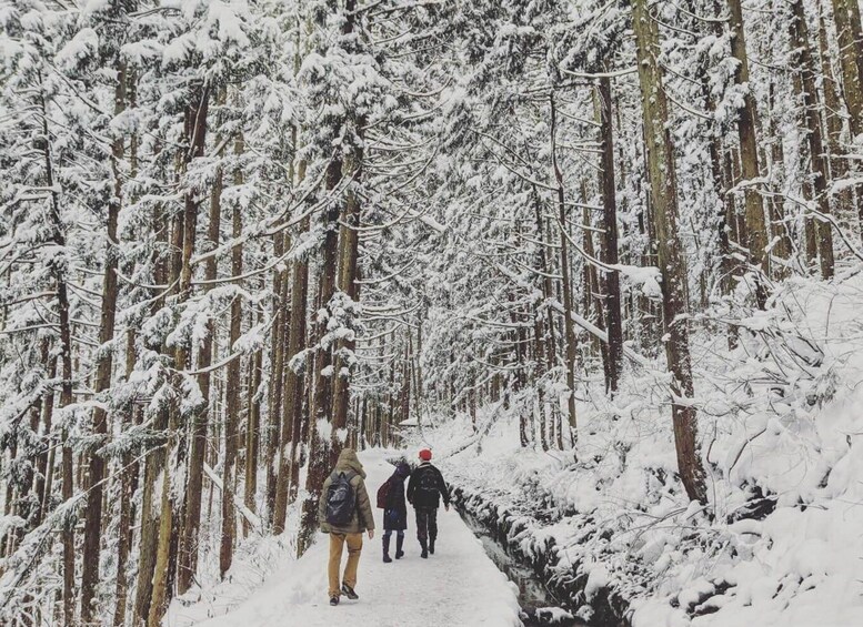 Picture 2 for Activity Winter Only From Nozawa Onsen: Snow Monkeys, Zenko-ji & Sake