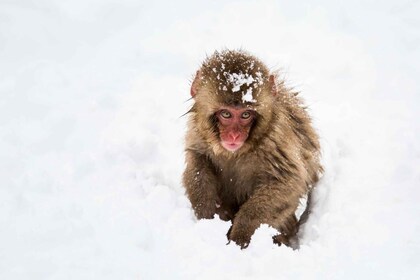 From Nozawa Onsen: Snow Monkeys and Zenko-ji Day Trip & Sake