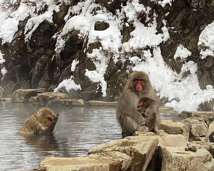 Picture 5 for Activity Winter Only From Nozawa Onsen: Snow Monkeys, Zenko-ji & Sake