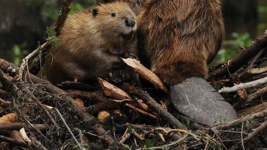 4WD Off Road Beaver Watching with Dinner in Shelter