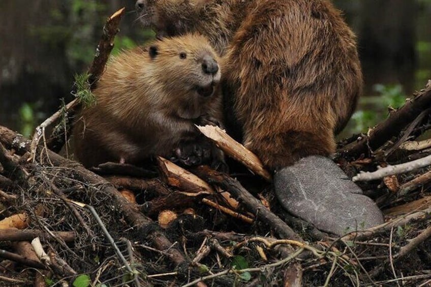 4WD Off Road Beaver Watching with Dinner in Shelter