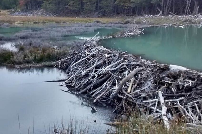 4WD Off Road Beaver Watching with Dinner in Shelter