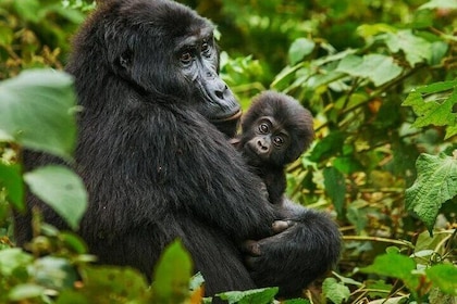 Excursión de un día Gorila Tracking en Ruanda con recogida en hotel
