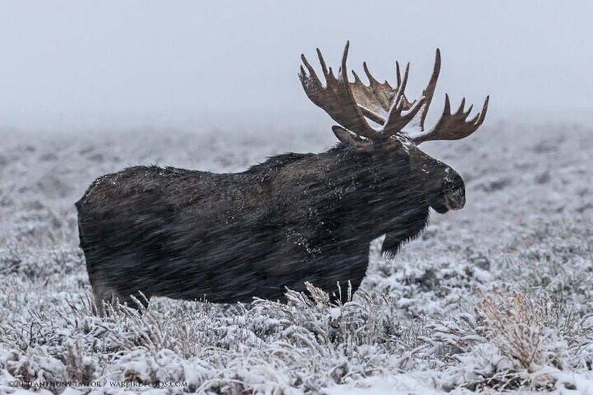 Bull moose surveying the winds
