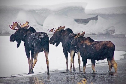 Winter Wildlife Safari in Yellowstone National Park