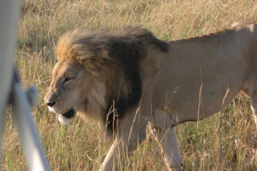 The king of Mara