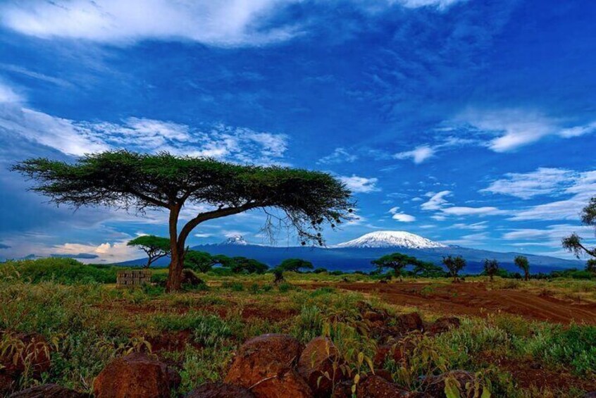 The amazing Amboseli
