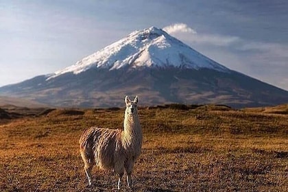 Ecuador Adventure Volcanoes Rucupichincha Cayambe and Chimborazo