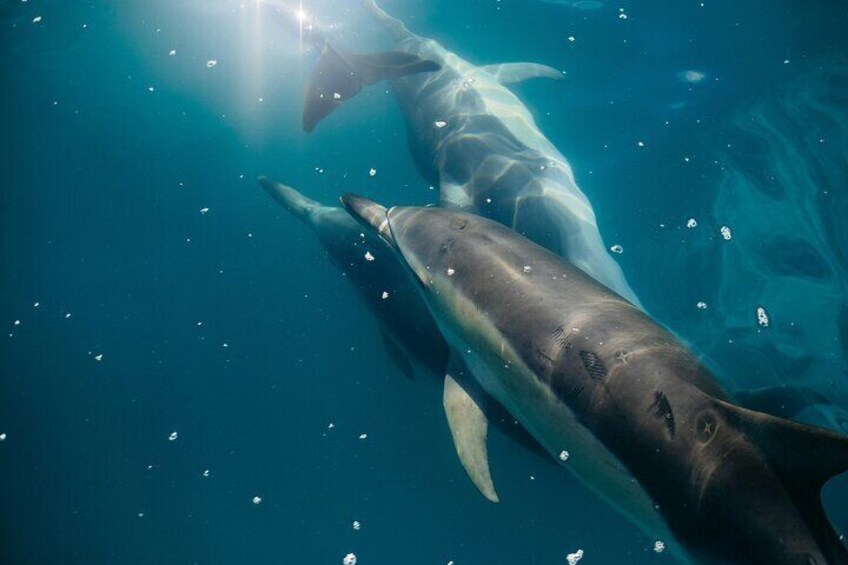 Delfines Junto al Velero Rojo navegando por Sotogrande