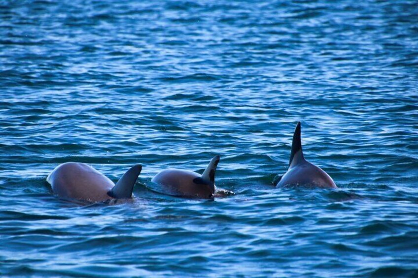 Delfines comiendo en familia por Sotogrande