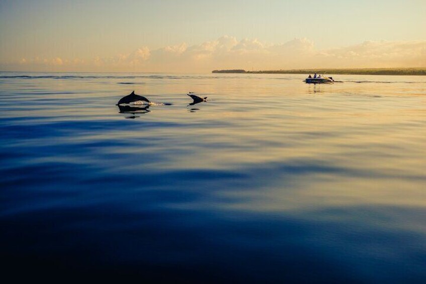 Delfines Sotogrande