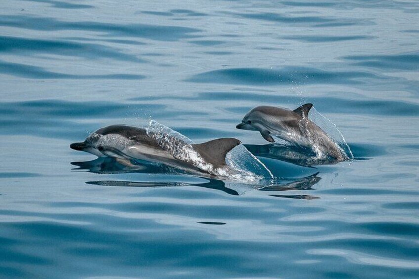 Familia Delfines