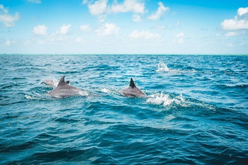 Delfines Comiendo Costa del Sol