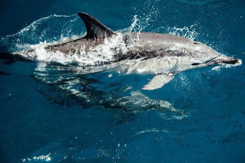 Dolphin