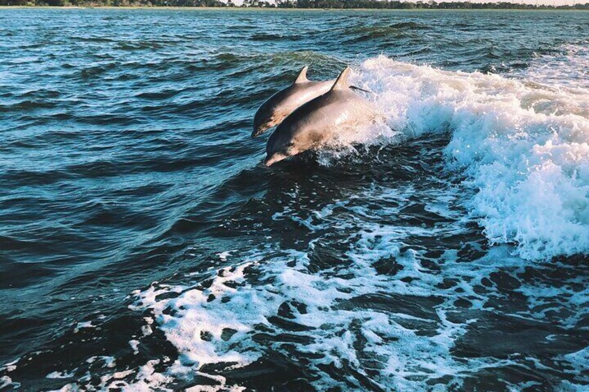 Delfines Jugando Sotogrande