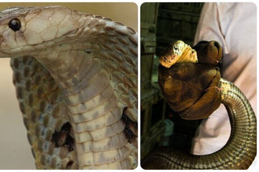  Le Mat Snake Village Tour with 10 Dishes in Hanoi
