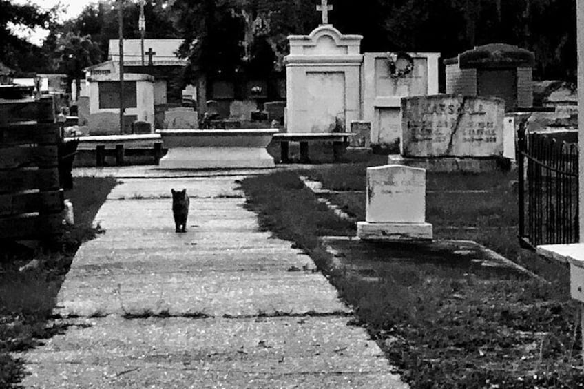 Historic Ghost Cemetery Walking Pub Crawl Of Bay St. Louis