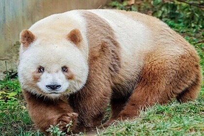 Visite privée d'une demi-journée du panda de Xi'an et de 4 espèces rares Ce...
