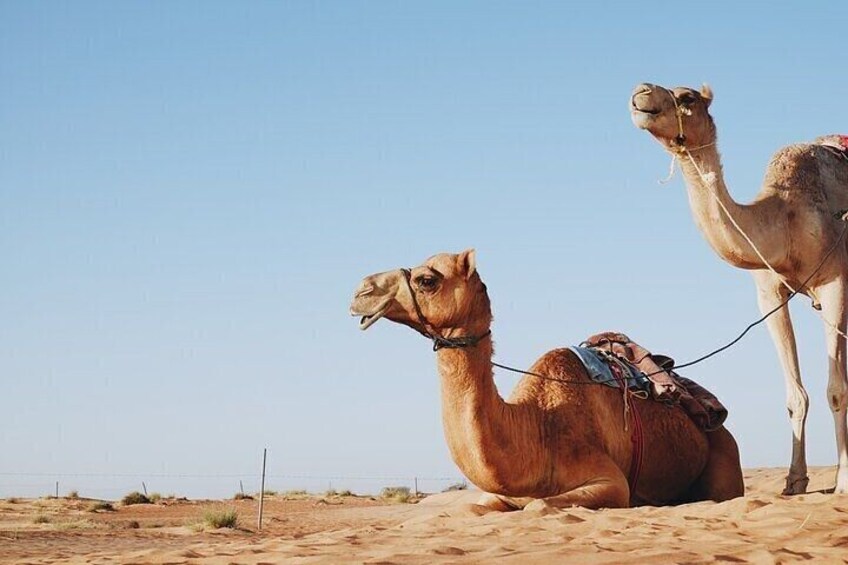 Safari Jeep Stargazing, Bedouin Dinner & Camel Ride - Hurghada