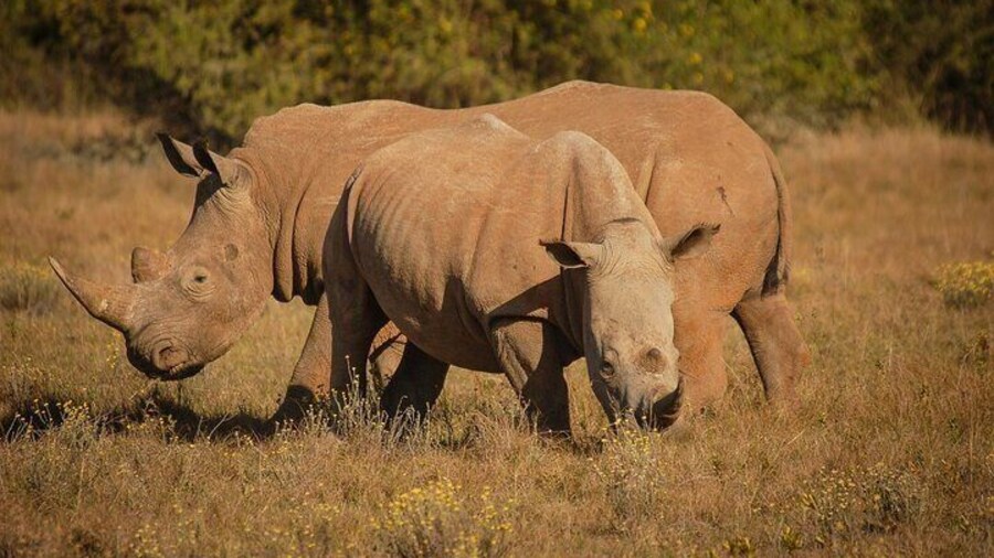Half-Day Schotia Game Reserve Safari