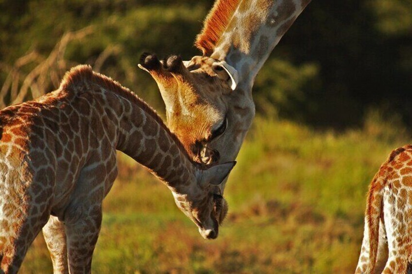 Half-Day Schotia Game Reserve Safari