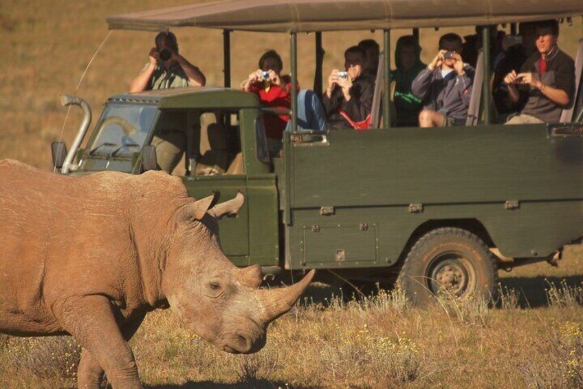 Half-Day Schotia Game Reserve Safari