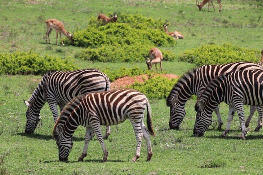 Half-Day Schotia Game Reserve Safari