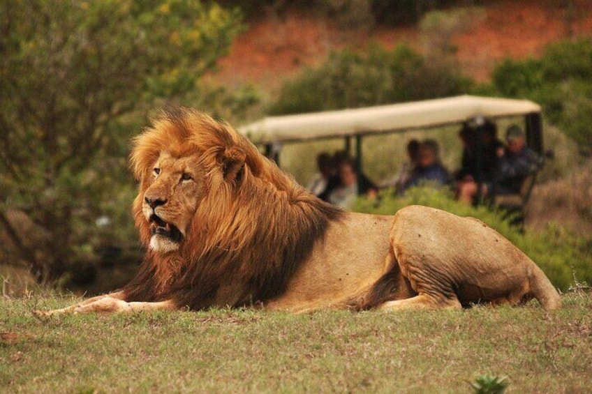 Half-Day Schotia Game Reserve Safari