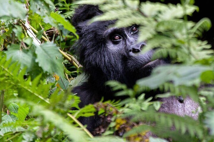  10 Days Uganda Gorilla, Chimpanzee and Wildlife Safari