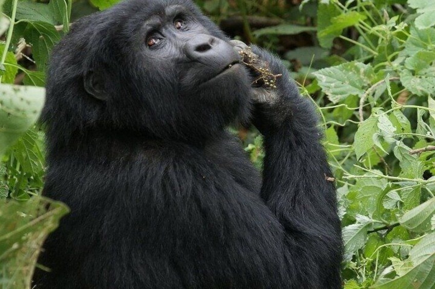  10 Days Uganda Gorilla, Chimpanzee and Wildlife Safari