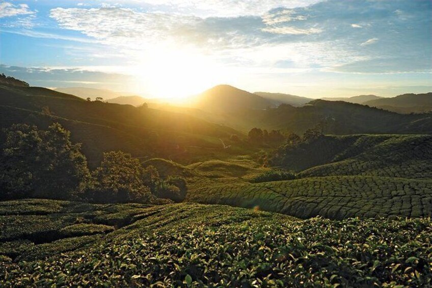 BHARAT Tea Plantation